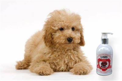 SỮA TẮM CHO CÚN POODLE VÀ NHỮNG LƯU Ý KHI SỬ DỤNG 