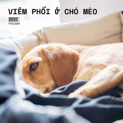 viêm phổi ở chó mèo