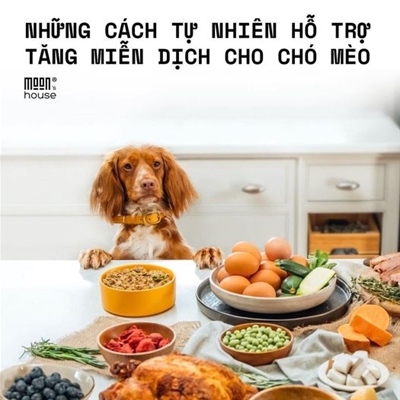 Những cách tự nhiên hỗ trợ tăng miễn dịch chó mèo