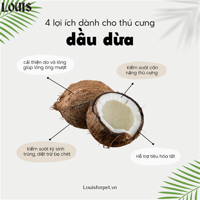 LỢI ÍCH CỦA DẦU DỪA DÀNH CHO CHÓ CƯNG