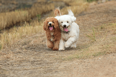 CÁCH NUÔI CHÓ POODLE TỪ KINH NGHIỆM CỦA CÁC CHUYÊN GIA