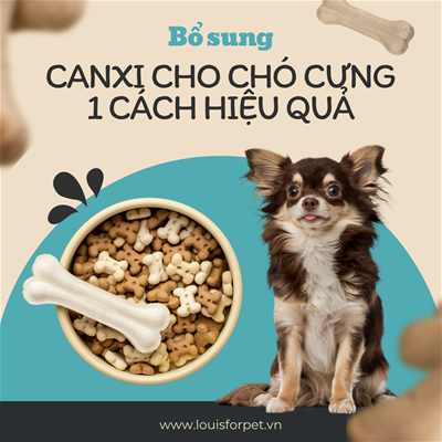 Làm sao bổ sung canxi cho chó cưng của bạn một cách hiệu quả