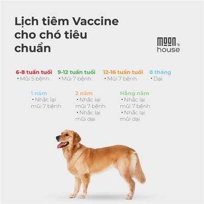 Phòng ngừa bệnh ở chó bằng vacxin tiêm theo lịch