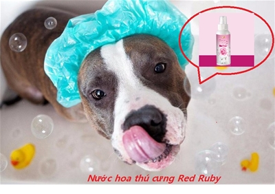 SỬ DỤNG NƯỚC HOA THÚ CƯNG RED RUBY SAO CHO HIỆU QUẢ