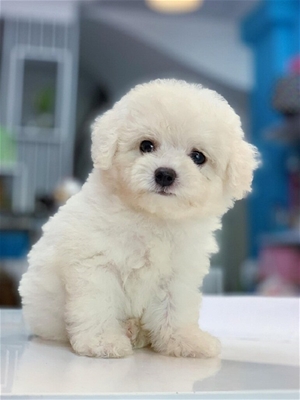 LÀM NGAY 7 BƯỚC ĐƠN GIẢN GIÚP BẠN KHỬ MÙI HÔI CHO POODLE