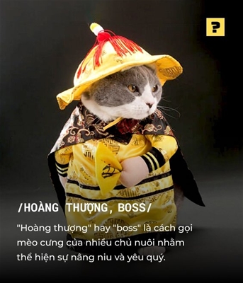 Vì sao ngày nay nhiều người trẻ gọi chó, mèo là 'Boss', 'Hoàng thượng', xưng 'Sen'