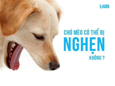 chó mèo có bị nghẹn không