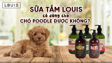 SỮA TẮM LOUIS CÓ DÙNG CHO CHÓ POODLE ĐƯỢC KHÔNG?