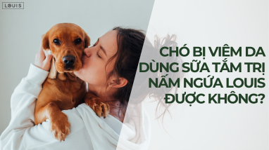 CHÓ BỊ VIÊM DA CÓ DÙNG SỮA TẮM TRỊ NẤM NGỨA LOUIS ĐƯỢC KHÔNG?