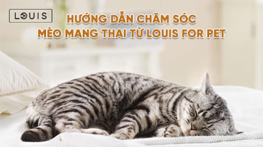 hướng dẫn chăm sóc mèo mang thai