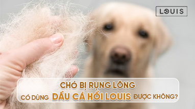 CHÓ BỊ RỤNG LÔNG CÓ DÙNG DẦU CÁ HỒI LOUIS ĐƯỢC KHÔNG?