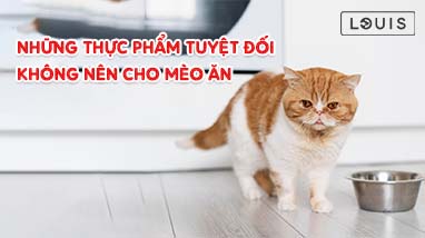 TUYỆT ĐỐI KHÔNG NÊN CHO MÈO ĂN GÌ? THỰC PHẨM NÀO NÊN TRÁNH