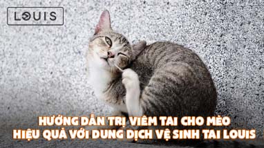 HƯỚNG DẪN TRỊ VIÊM TAI CHO MÈO HIỆU QUẢ VỚI DUNG DỊCH VỆ SINH TAI LOUIS