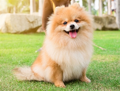 Tìm hiểu về giống thú cưng Phốc sóc - Pomeranian đang làm mưa gió làm gió tại thị trường Việt Nam