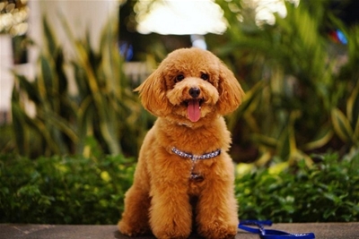 Đôi điều khi tắm cho Poodle mà bạn cần biết để chăm sóc thú cưng mình tốt hơn