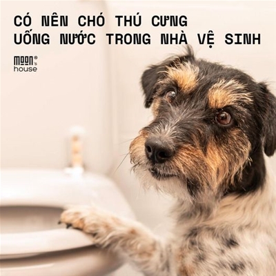 Có nên cho thú cưng uống nước trong nhà vệ sinh